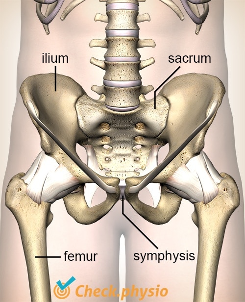 hip si joint ilium sacrum symphysis pubica femur pelvis