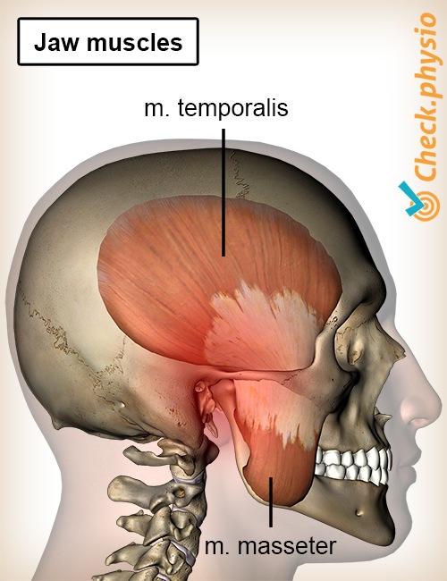 head jaw muscles temporalis masseter