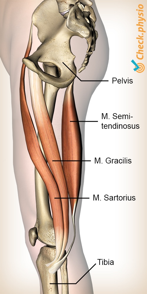 Pes Anserinus Syndrome Physio Check