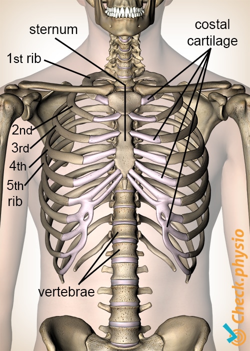 Tietze costochondritis anatomy ribs costal cartilage