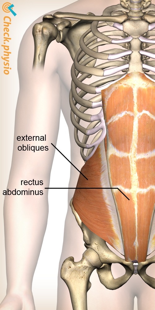 abdomen oblique abdomen straight abdomen anatomy