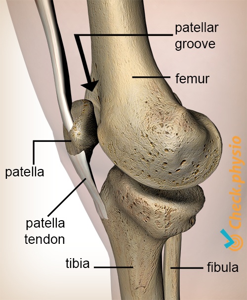 afbeelding_alt_knie-facies-patellaris-femoris-groeve-patella-knieschijf