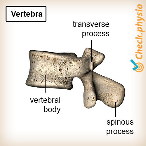 afbeelding_alt_rug-wervel-ruggenwervel-anatomie-wervellichaam-processus-transversus-processus-spinosus