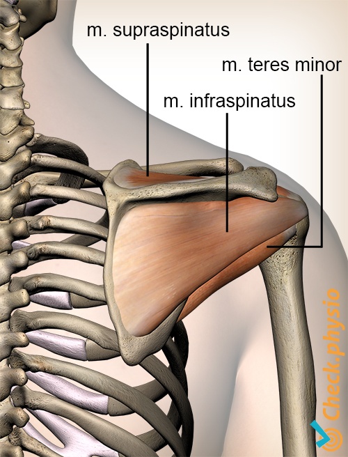 afbeelding_alt_schouder-rotatorcuff-rotator-cuff-spieren-achterzijde-supraspinatus-infraspinatus-teres-minor