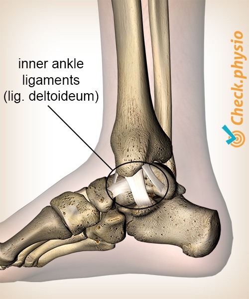 afbeelding_alt_enkel-binnenste-mediale-enkelbanden-ligamentum-deltoideum