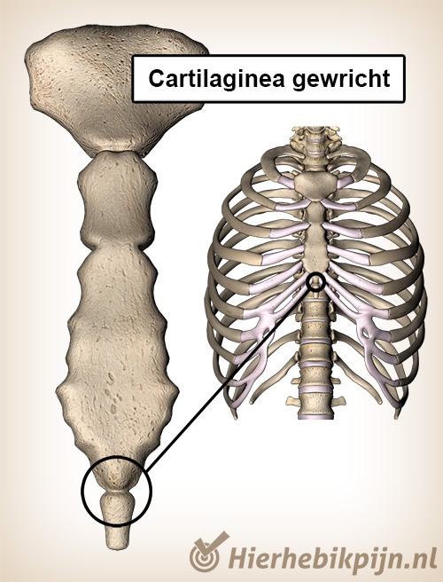 Cartilagineus gewricht kraakbeen borstbeen