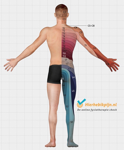 Dermatomes back view