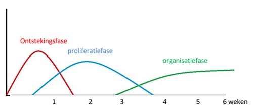 Phases of inflammation